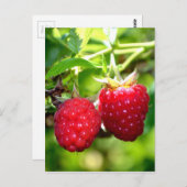 ラズベリー ポストカード (正面/裏面)