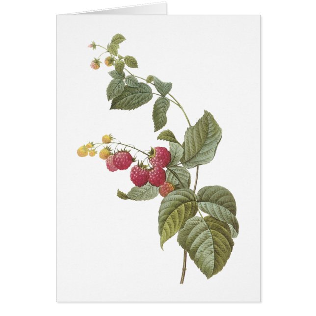 ラズベリー(Rubus sp.)by Redoute (正面)