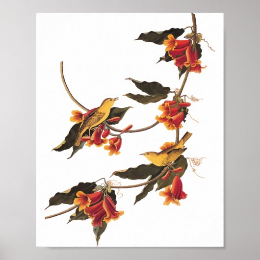 ラズボーンのウグイスの鳴き鳥のクロスバイン ポスター (正面)