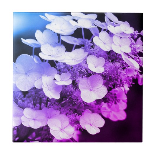 ラセカップアジサイ（紫）  タイル (正面)