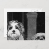 ラソアッソxヨークシャーテリアとプードルx紫津 ポストカード (正面/裏面)