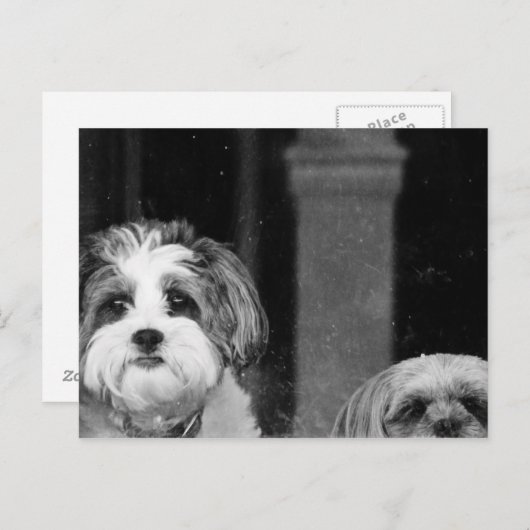ラソアッソxヨークシャーテリアとプードルx紫津 ポストカード (正面/裏面)