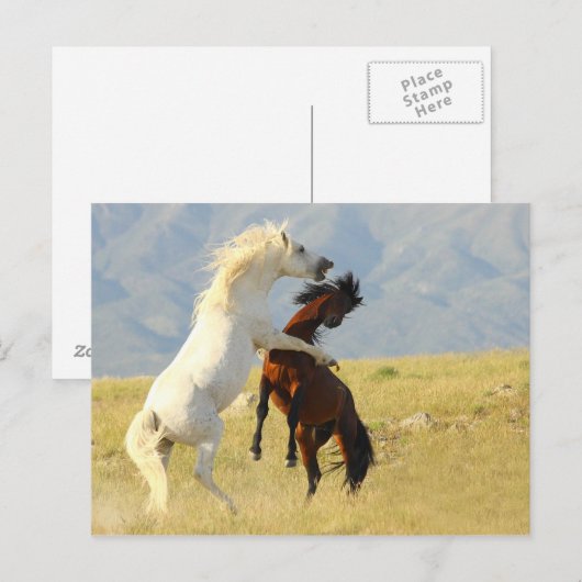 ラッカス ポストカード (正面/裏面)