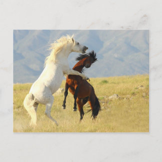 ラッカス ポストカード