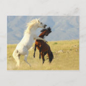 ラッカス ポストカード (正面)