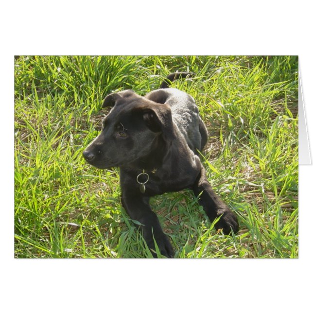 ラッカー黒いジャーマン・シェパード (正面横)