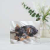 ラッキーな日本のヨークシャーテリアはがき ポストカード (スタンド正面)