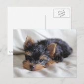 ラッキーな日本のヨークシャーテリアはがき ポストカード (正面/裏面)