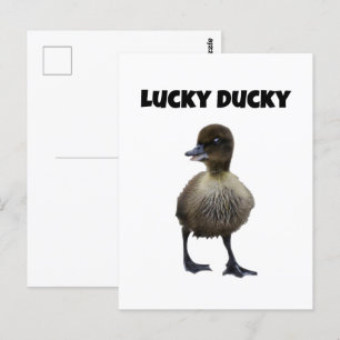 ラッキーアヒルおもしろいかわいいアヒルの鳥フォトアート ポストカード