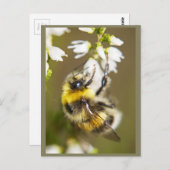 ラッキービー ポストカード (正面/裏面)