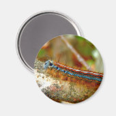 ラッキーモスキャタピラーマグネット マグネット (正面/裏面)