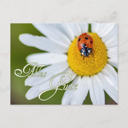 ラッキーレディバグで幸運を祈る ポストカード (正面)