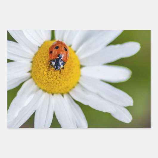 ラッキー・デビルこのラディバグ！ ラッピングペーパーシート (正面3)