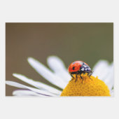 ラッキー・デビルこのラディバグ！ ラッピングペーパーシート (正面2)