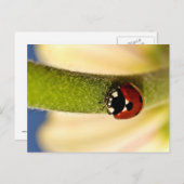 ラッキー ポストカード (正面/裏面)