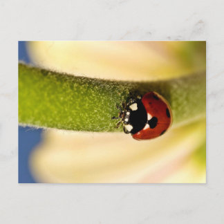 ラッキー ポストカード