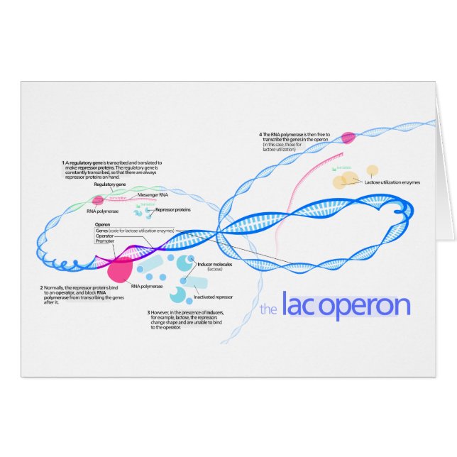 ラックのOperonの図表 (正面横)