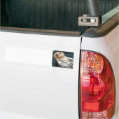 ラッコのバンパーステッカー バンパーステッカー (トラック上)