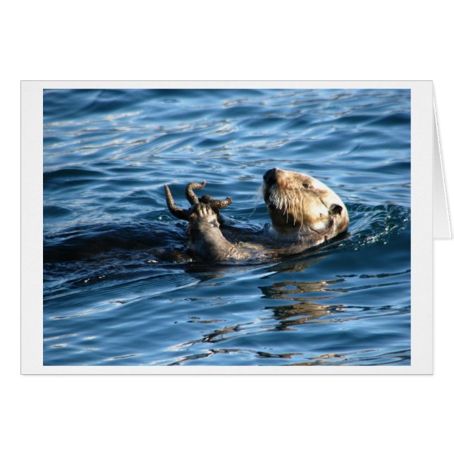 ラッコ (正面横)