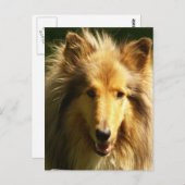 ラッシーコリー葉書 ポストカード (正面/裏面)