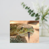 ラッセル音のヘビ ポストカード (スタンド正面)