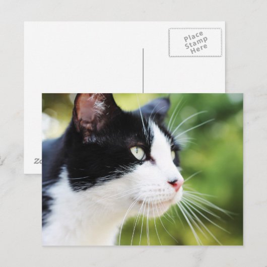 ラッセル1 ポストカード (正面/裏面)