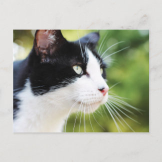 ラッセル1 ポストカード