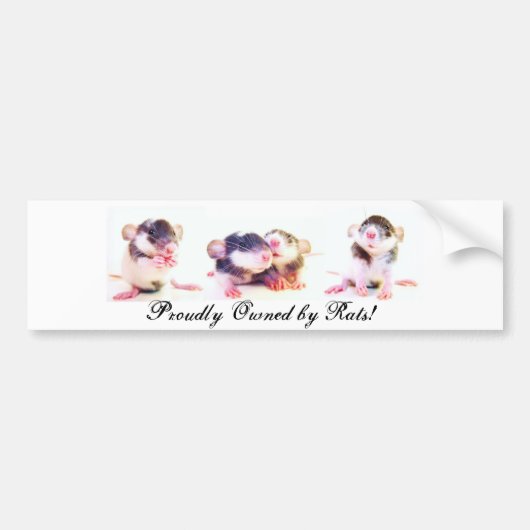 ラットによって得意気に所有されて! バンパーステッカー (正面)
