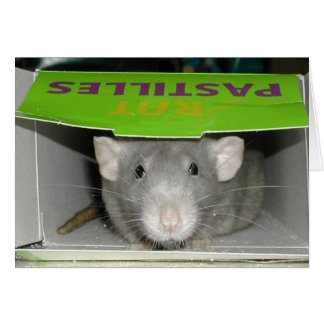 ラットのPastilles