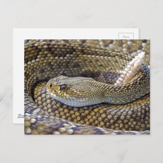 ラットスネークの写真 ポストカード (正面/裏面)