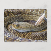 ラットスネークの写真 ポストカード (正面)