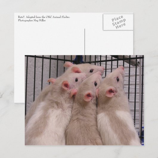 ラット ポストカード (正面/裏面)