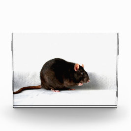 ラットpbcn フォトブロック