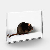 ラットpbcn フォトブロック (左)