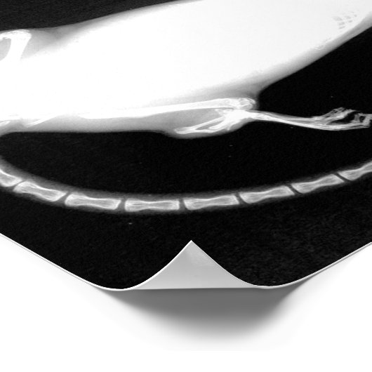 ラットX線 ポスター (角)