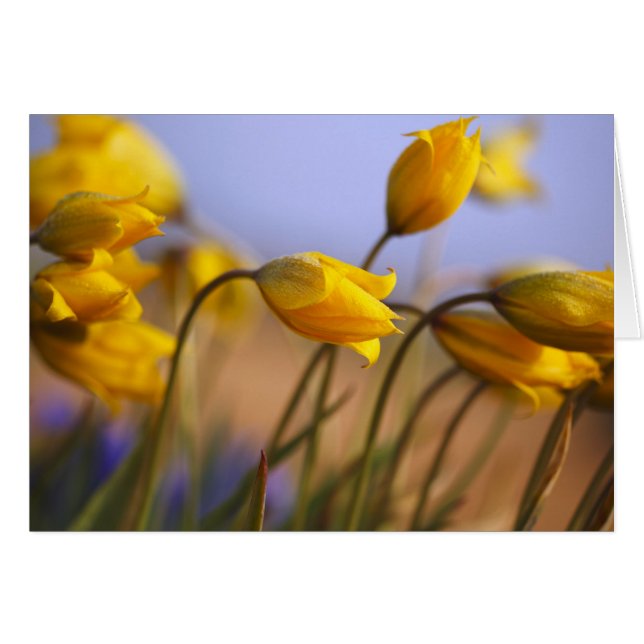 ラッパスイセンのクローズアップ (正面横)