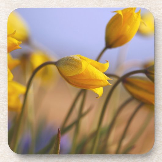 ラッパスイセンのクローズアップ コースター (正面)