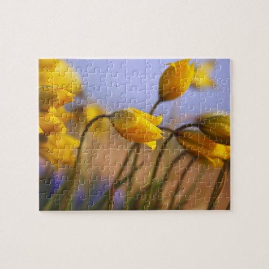 ラッパスイセンのクローズアップ ジグソーパズル (横)