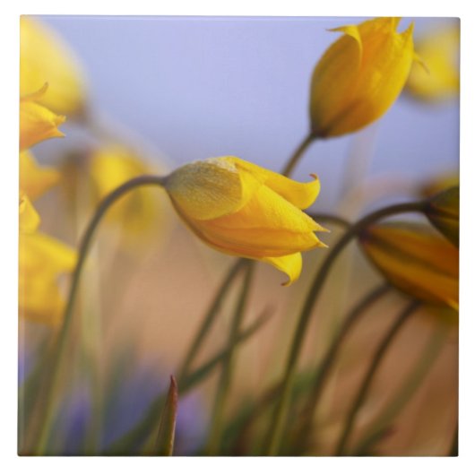 ラッパスイセンのクローズアップ タイル (正面)