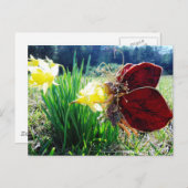 ラッパスイセンの妖精 ポストカード (正面/裏面)