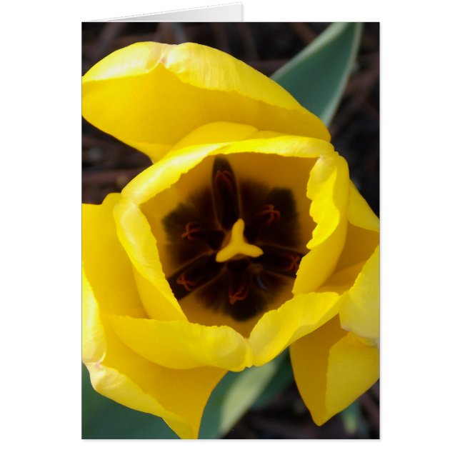 ラッパスイセンの眩惑 (正面)