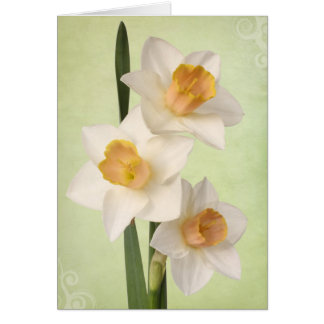 ラッパスイセン