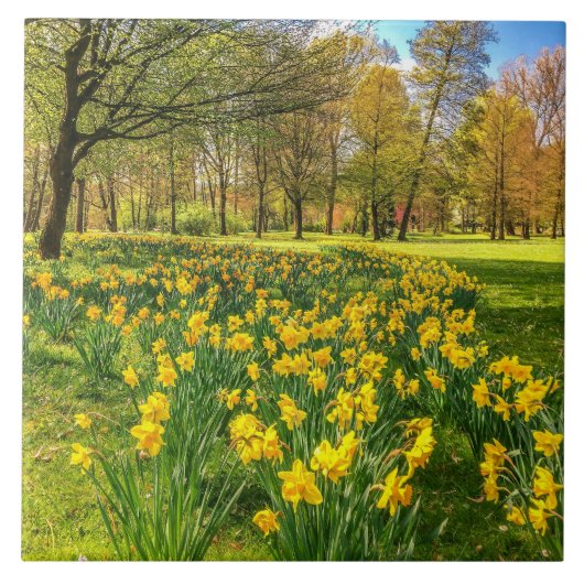 ラッパスイセン タイル (正面)