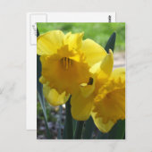 ラッパスイセン ポストカード (正面/裏面)