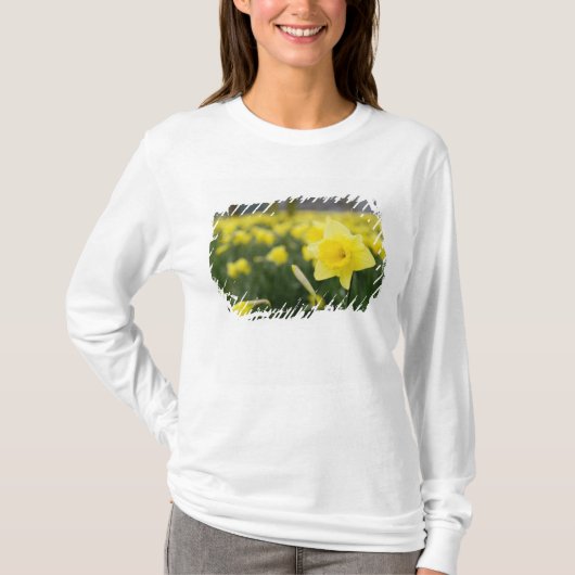 ラッパスイセン (RF) Tシャツ (正面)