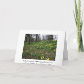 ラッパスイセン。 Sophiaの庭、カーディフ、ウェールズ。 イギリス カード (裏面)