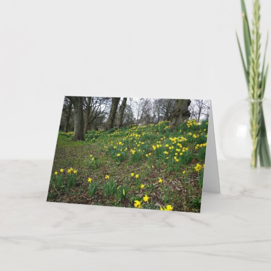 ラッパスイセン。 Sophiaの庭、カーディフ、ウェールズ。 イギリス カード (正面)