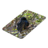 ラッフルスターリング磁石 マグネット (左側)