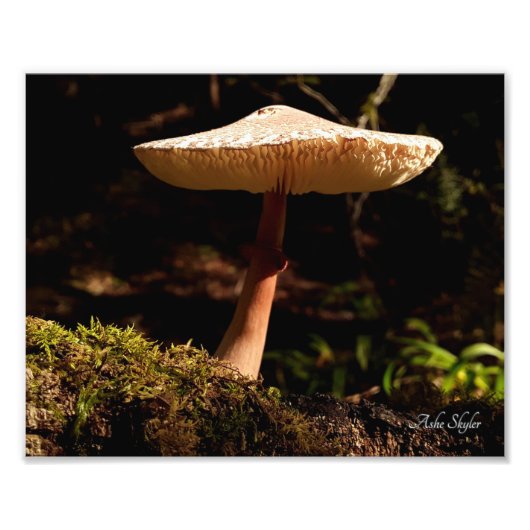 ラッフルズ フォトプリント            (正面)