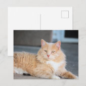 ラッフルズ ポストカード (正面/裏面)